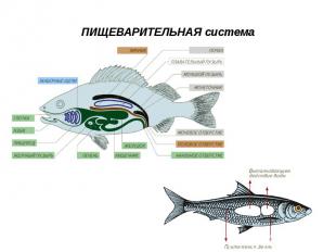 ПИЩЕВАРИТЕЛЬНАЯ система