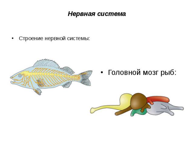 Нервная система Строение нервной системы: Головной мозг рыб: