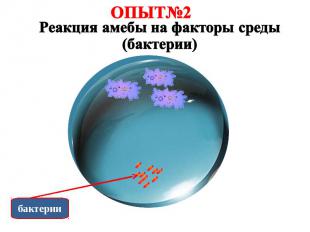 ОПЫТ№2 Реакция амебы на факторы среды (бактерии)