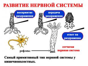 РАЗВИТИЕ НЕРВНОЙ СИСТЕМЫ Самый примитивный тип нервной системы у кишечнополостны