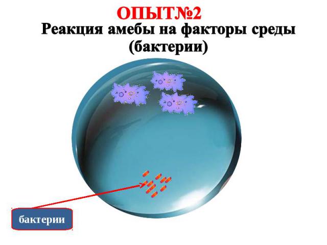 ОПЫТ№2 Реакция амебы на факторы среды (бактерии)
