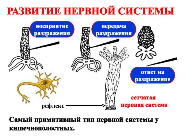 РАЗВИТИЕ НЕРВНОЙ СИСТЕМЫ Самый примитивный тип нервной системы у кишечнополостных.