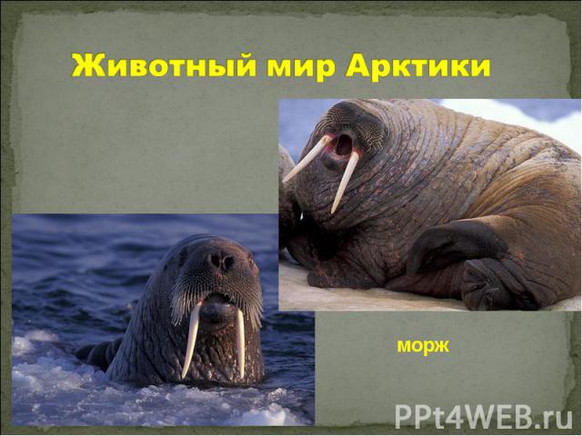 Животный мир Арктики морж