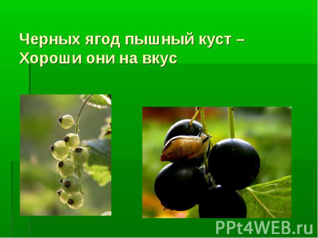 Черных ягод пышный куст – Хороши они на вкус