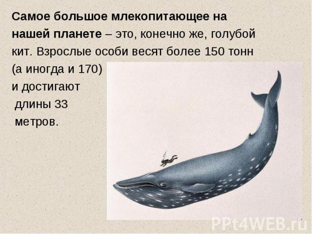 Самое большое млекопитающее на нашей планете – это, конечно же, голубой кит. Взрослые особи весят более 150 тонн (а иногда и 170) и достигают длины 33 метров.