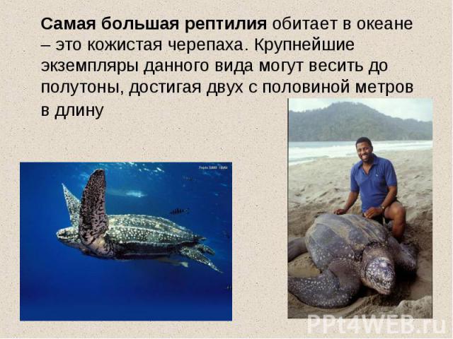 Самая большая рептилия обитает в океане – это кожистая черепаха. Крупнейшие экземпляры данного вида могут весить до полутоны, достигая двух с половиной метров в длину
