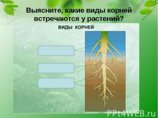 Выясните, какие виды корней встречаются у растений?