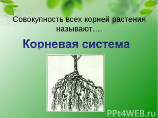 Совокупность всех корней растения называют…. Корневая система