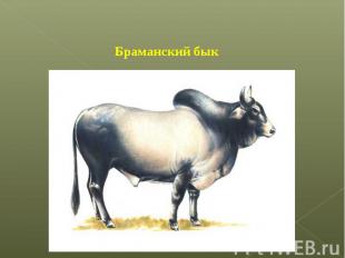Браманский бык