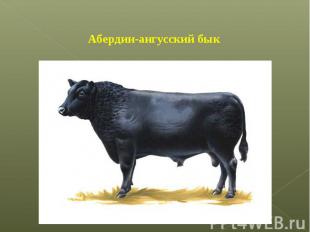 Абердин-ангусский бык