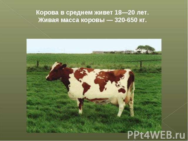 Корова в среднем живет 18—20 лет. Живая масса коровы — 320-650 кг.