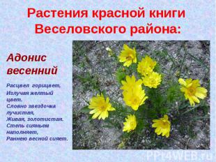 Растения красной книги Веселовского района:Адонис весенний Расцвел горицвет, Изл