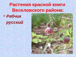 Растения красной книги Веселовского района:Рябчик русский