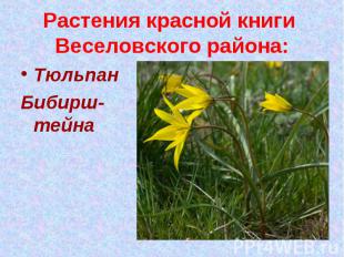 Растения красной книги Веселовского района:Тюльпан Бибирш-тейна