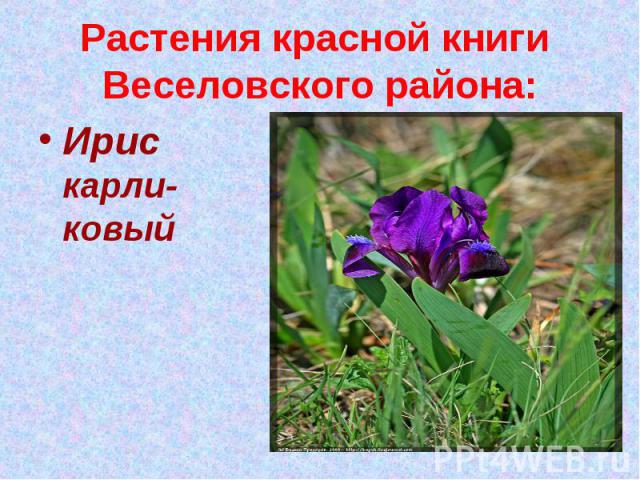 Растения красной книги Веселовского района:Ирис карли-ковый