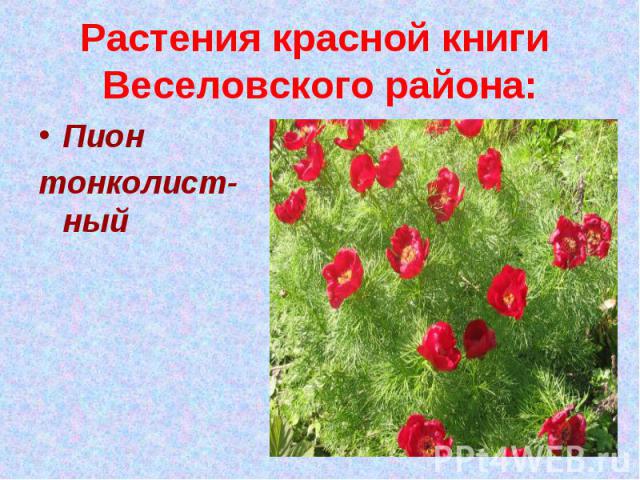 Растения красной книги Веселовского района:Пион тонколист-ный