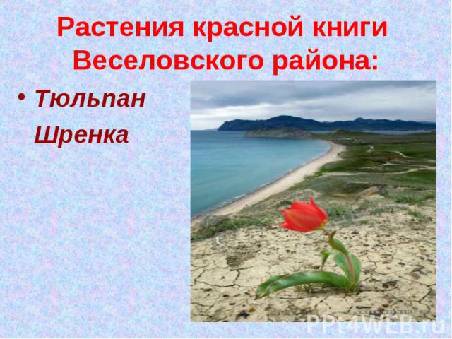 Растения красной книги Веселовского района:Тюльпан Шренка