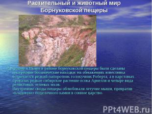 Растительный и животный мир Борнуковской пещеры На склоне к Пьяне в районе борну