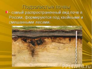 Подзолистые почвы- самый распространенный вид почв в России, формируются под хво