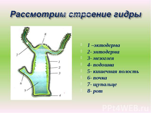 1 –эктодерма1 –эктодерма2- энтодерма3- мезоглея4- подошва5- кишечная полость 6- почка7- щупальце8- рот
