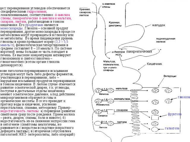 Процесс переваривания углеводов обеспечивается специфическими гидролазами, локализованными, соответственно: ά-амилаза слюны; панкреатическая ά-амилаза и мальтаза, сахараза, лактаза, работающими в тонком кишечнике. Его продуктами являются моносахарид…