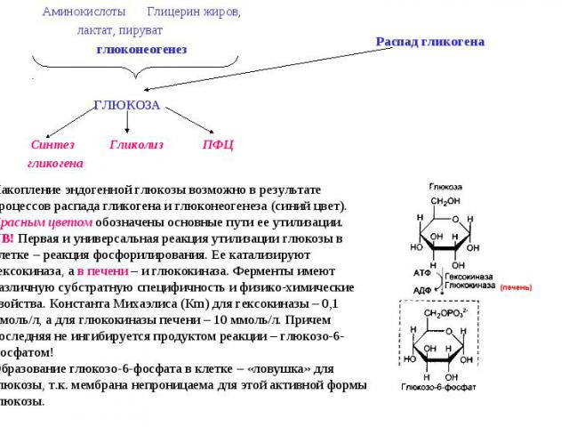 Накопление эндогенной глюкозы возможно в результате процессов распада гликогена и глюконеогенеза (синий цвет). Красным цветом обозначены основные пути ее утилизации. NB! Первая и универсальная реакция утилизации глюкозы в клетке – реакция фосфорилир…