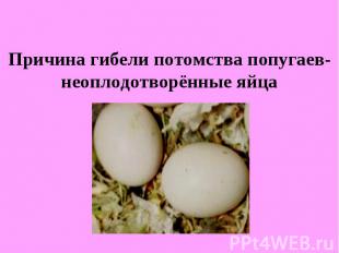 Причина гибели потомства попугаев- неоплодотворённые яйца