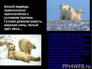 Самцы белых медведей круглый год бродят среди льдов. А самки, будущие мамы, на з