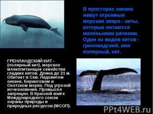 В просторах океана живут огромные морские звери - киты, которые питаются маленьк