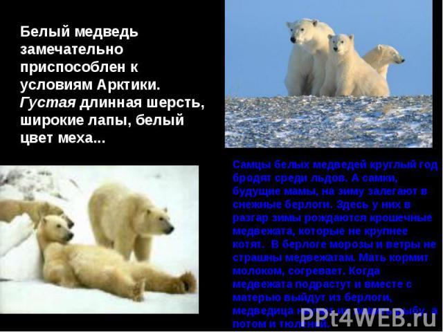 Самцы белых медведей круглый год бродят среди льдов. А самки, будущие мамы, на зиму залегают в снежные берлоги. Здесь у них в разгар зимы рождаются крошечные медвежата, которые не крупнее котят. В берлоге морозы и ветры не страшны медвежатам. Мать к…