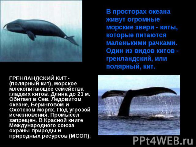 В просторах океана живут огромные морские звери - киты, которые питаются маленькими рачками. Один из видов китов - гренландский, или полярный, кит. ГРЕНЛАНДСКИЙ КИТ - (полярный кит), морское млекопитающее семейства гладких китов. Длина до 21 м. Обит…