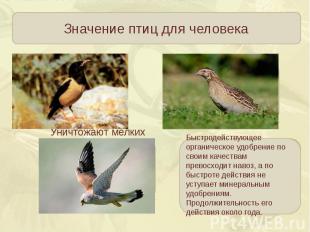 Значение птиц для человекаБыстродействующее органическое удобрение по своим каче