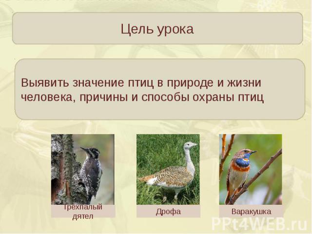 Выявить значение птиц в природе и жизни человека, причины и способы охраны птиц