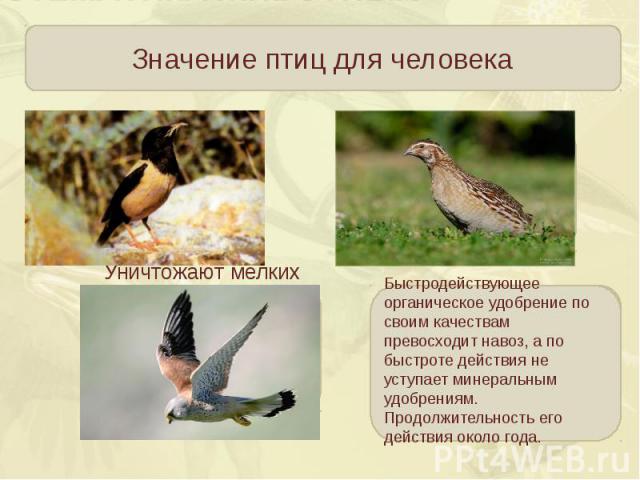 Значение птиц для человекаБыстродействующее органическое удобрение по своим качествам превосходит навоз, а по быстроте действия не уступает минеральным удобрениям.Продолжительность его действия около года.