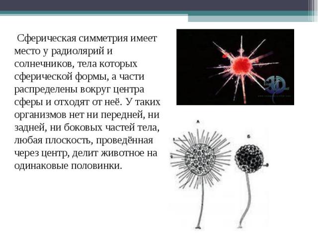 Сферическая симметрия имеет место у радиолярий и солнечников, тела которых сферической формы, а части распределены вокруг центра сферы и отходят от неё. У таких организмов нет ни передней, ни задней, ни боковых частей тела, любая плоскость, проведён…