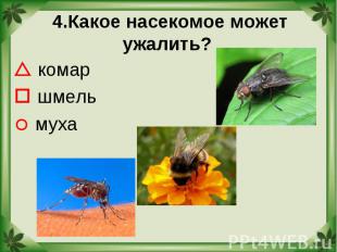 4.Какое насекомое может ужалить? комар шмель муха