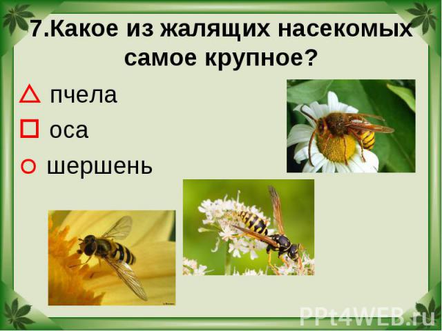 7.Какое из жалящих насекомых самое крупное? пчела оса шершень