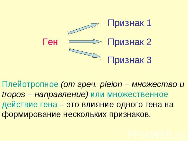Ген Признак Плейотропное (от греч. pleion – множество и tropos – направление) или множественное действие гена – это влияние одного гена на формирование нескольких признаков. Признак 1 Признак 3 2