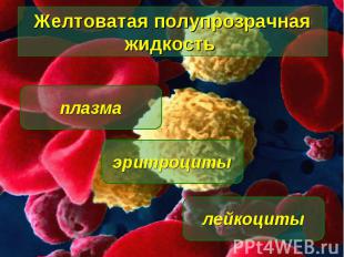 Желтоватая полупрозрачная жидкость плазма лейкоциты эритроциты