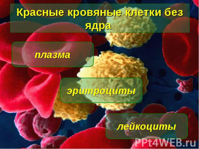 Красные кровяные клетки без ядра эритроциты лейкоциты плазма