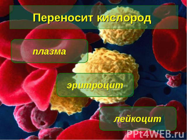 Переносит кислород эритроцит лейкоцит плазма