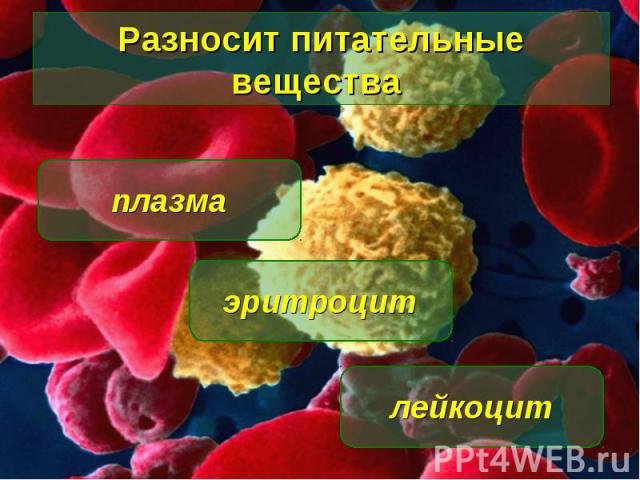 Разносит питательные вещества плазма лейкоцит эритроцит
