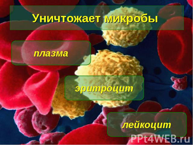 Уничтожает микробы лейкоцит эритроцит плазма