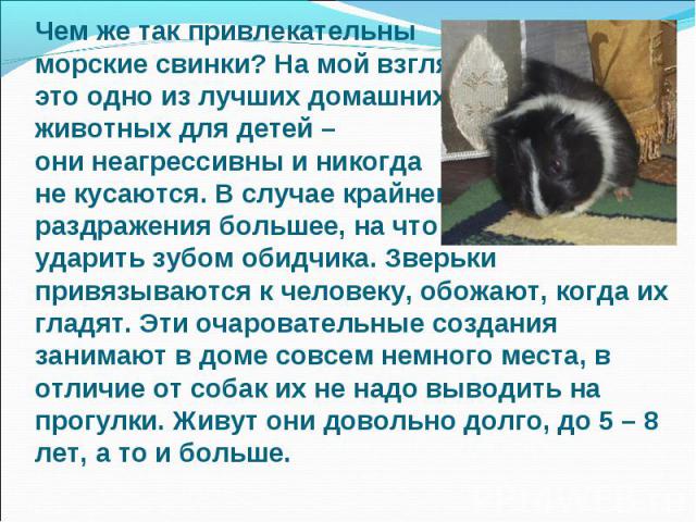 Чем же так привлекательны морские свинки? На мой взгляд, это одно из лучших домашних животных для детей – они неагрессивны и никогда не кусаются. В случае крайнего раздражения большее, на что они способны, - ударить зубом обидчика. Зверьки привязыва…