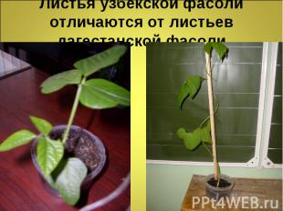 Листья узбекской фасоли отличаются от листьев дагестанской фасоли