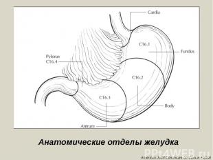 Анатомические отделы желудка