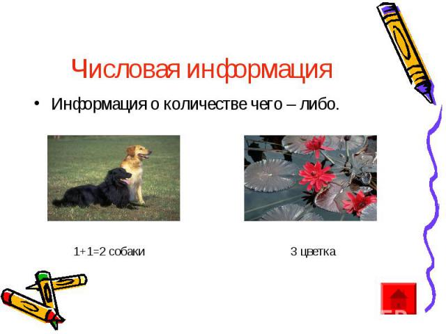 Числовая информация Информация о количестве чего – либо. 1+1=2 собаки 3 цветка