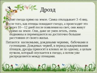 Дрозд Строят гнезда прямо на земле. Самка откладывает 3 -6 яиц.После того, как п