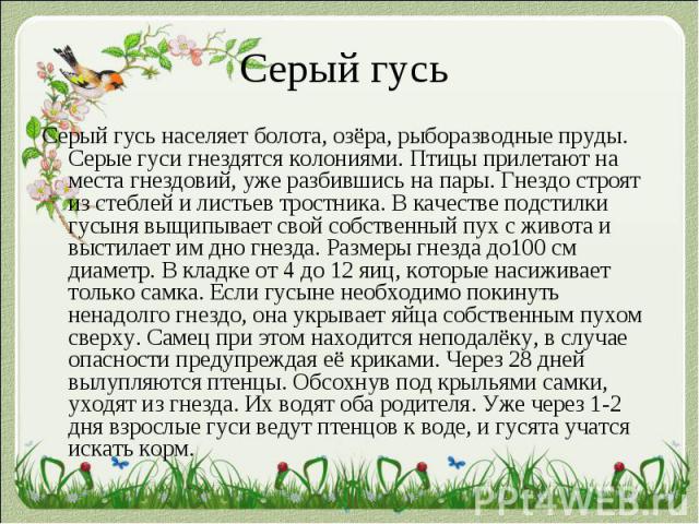 Серый гусь Серый гусь населяет болота, озёра, рыборазводные пруды. Серые гуси гнездятся колониями. Птицы прилетают на места гнездовий, уже разбившись на пары. Гнездо строят из стеблей и листьев тростника. В качестве подстилки гусыня выщипывает свой …