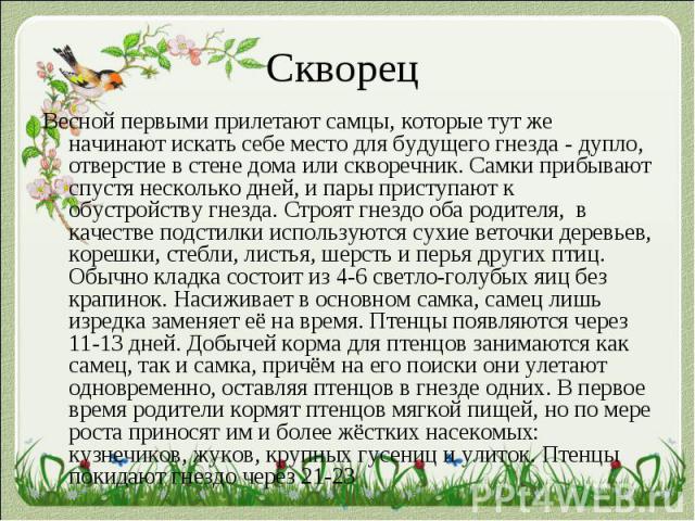 Скворец Весной первыми прилетают самцы, которые тут же начинают искать себе место для будущего гнезда - дупло, отверстие в стене дома или скворечник. Самки прибывают спустя несколько дней, и пары приступают к обустройству гнезда. Строят гнездо оба р…